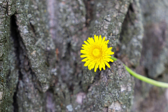 Yellow dandelion against the background of wood texture and green grass. Bright and saturated background for nature themes. Close-up, background.