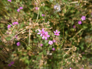Macro image of Erodium cicutarium pink flower with soft petals and sunlit green background.