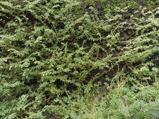 Green Moss and Tiny Leaf Plants Growing on Damp Ground. Close-up view of fresh green moss and small leaf plants thriving on damp soil, creating a dense natural texture and earthy background