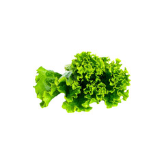 Obraz premium lettuce leaf isolated on transparent background, png