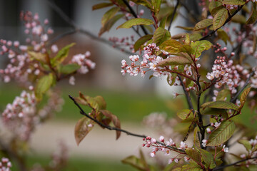 Blooming bird cherry Colorata tree (Prunus padus Colorata) with pink flowers. Bird Cherry, Prunus padus ´Colorata´. Branch of Pink Prunus padus, bird cherry, mayday tree.