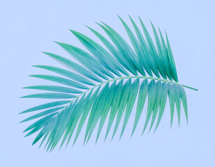 Fototapeta premium A crisp, isolated tropical palm leaf presented in flat lay style on a white background.