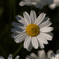 SUMMER LANDSCAPE - Blooming chamomile flowers in the field