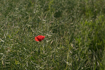 SUMMER LANDSCAPE - Blooming red poppys on a background of the meadow