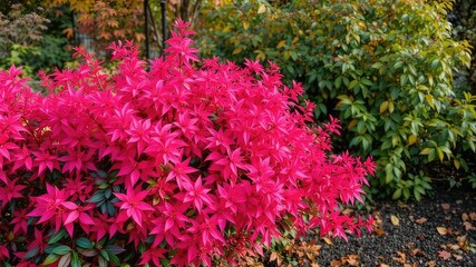 Pink Winged Euonymus Bush in Autumn Garden
