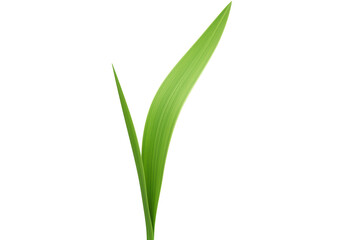 Isolated Single Upward-Reaching Green Blade of Grass
