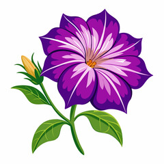 violet flower isolated on white background