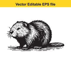 Engraved Illustration of a North American Beaver Standing on the Ground With its Textured Furry Body © ShahAlam