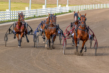Equestrian sport. Horses compete in harness racing. Copy space