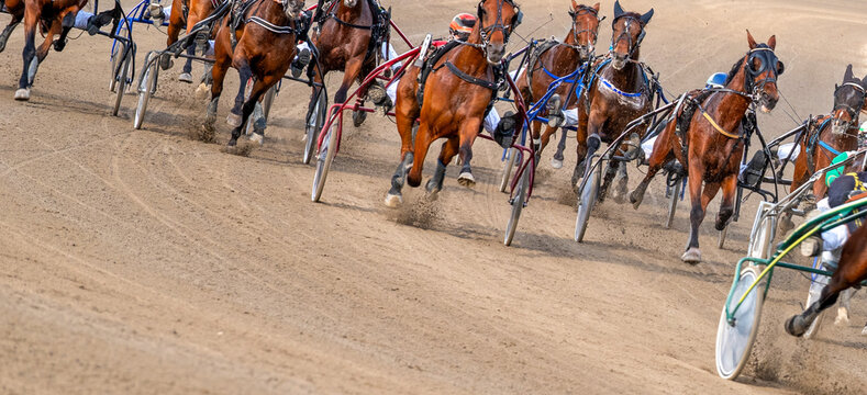 Equestrian sport. Horses compete in harness racing. Copy space