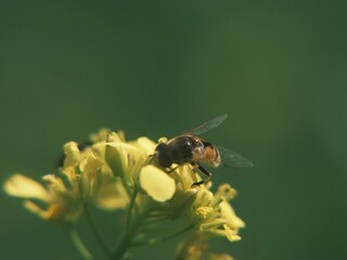 bee on yellow flower