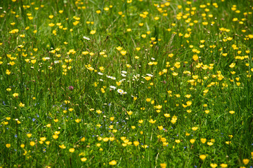 A green field full of yellow flowers