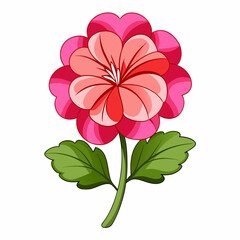 pink carnation flower