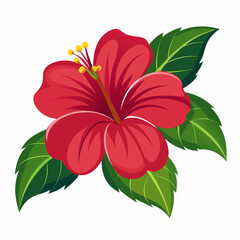 red hibiscus flower