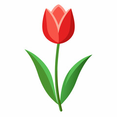 red tulip isolated on white