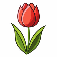 red tulip isolated on white