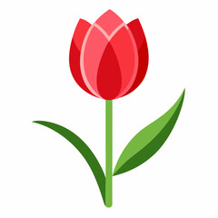 red tulip on white background
