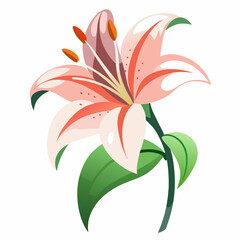 lily flower isolated on white background