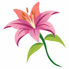 pink lily flower