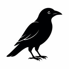 crow bird silhouette 