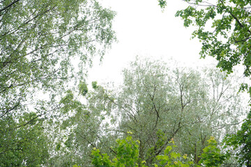 Green trees in the garden, forest landscape.