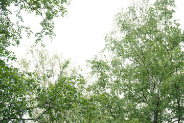 Fototapeta premium Green trees in the garden, forest landscape.
