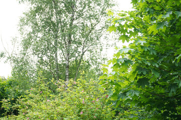 Green trees in the garden, forest landscape.