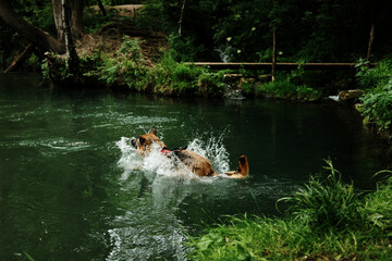 Wet German Shepherd making a big splash landing into the river, playfully jumping in with force and...
