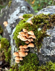 mushrooms and moss grow on rocks 5