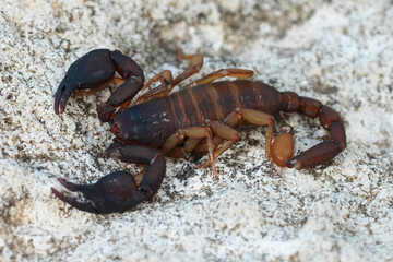 Closeup on a small European scorpion species, Euscorpius deltshevi, from Bulgaria