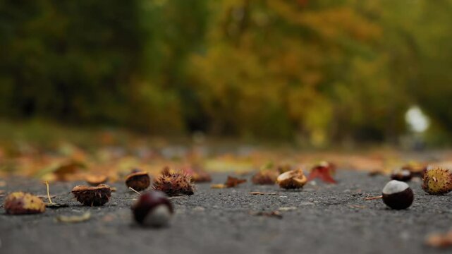 Overripe horse chestnut fruit falls on asphalt road with leaves in autumn park, piece of burr seed spills out. Cloudy weather. Slow motion x8, low angle view. End of September or early October
