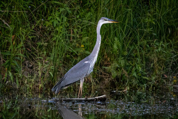 Grey Heron standing in shallow marsh water at dusk