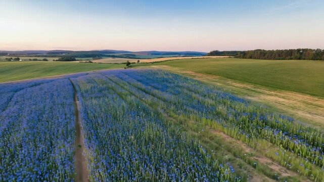 Aerial landscape of a vast cornflower field in full bloom, creating bold blue stripes across the countryside. A tranquil rural scene ideal for summer, nature, and eco-themed projects.
