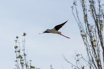 Black winged stilt flying with long pink legs and open wings