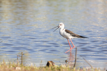 Black winged stilt wading in shallow water with open beak