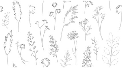 Various Wildflowers and Herbs Line Art Illustration
