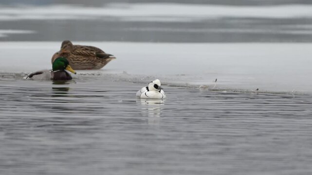 Mallard (Anas platyrhynchos),and smewMallard flaps wings near smew in cold lake surrounded by snow and ice, slow motion handheld