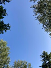 Ciel bleu entouré d'arbres