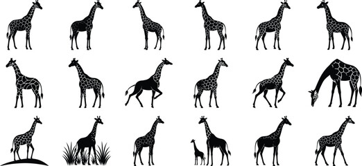 Big Giraffe Silhouette Vector, on white background.