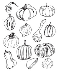 Set of vintage hand drawn sketch pumpkins, butternut squash, butternut, forage, decorative