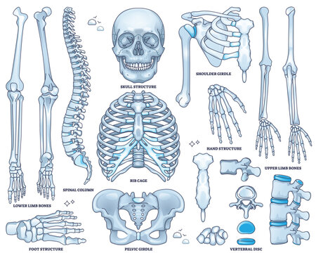 Skeletal system worksheet shows skull, rib cage, and pelvis in detailed outline for anatomy study. Outline style collection