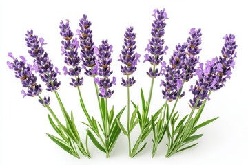 Naklejka premium Fragrant lavender blooms reaching for light promising tranquility on a clean on white background. Generative Ai