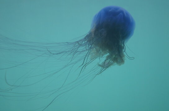 Blue jellyfish (aka blue meanie) off Lundy