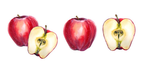 Red and yellow watercolor illustration of whole and sliced apples in realistic style. Perfect for food packaging, juice labels, cookbooks, organic products, farmers markets, and festive food design