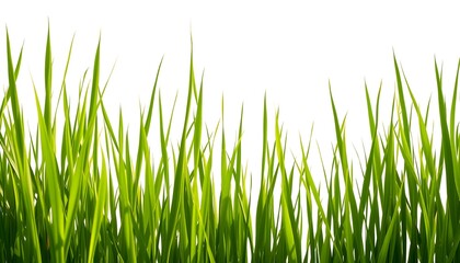 Fresh green grass blades against a bright white background illuminated by sunlight