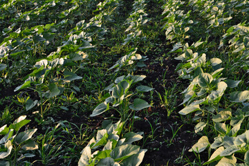 A field of young sunflowers growing under the sunlight in rows