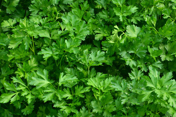 Close-up of Fresh Parsley Leaves isolated organic gardening