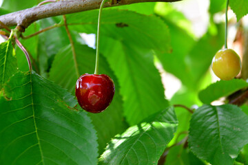 Close-up of Ripe Cherries Hanging from a Tree Branch