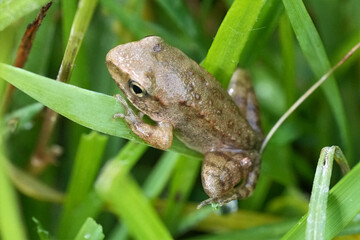 Small frog resting on green grass. Little amphibian in a natural environment. Wildlife photography of a frog.