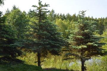Fototapeta premium Evergreen trees on a sunny clearing in forest, natural landscape in daylight